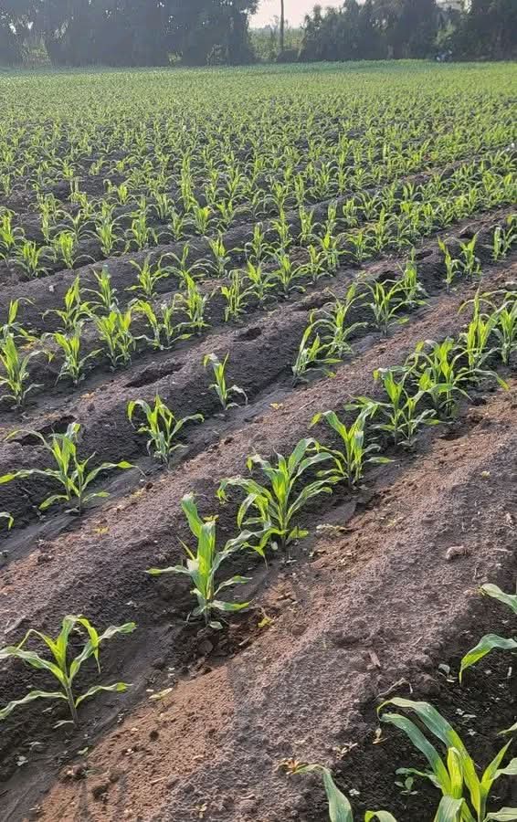 Young maize rows on ridged beds across the Lusulu farm