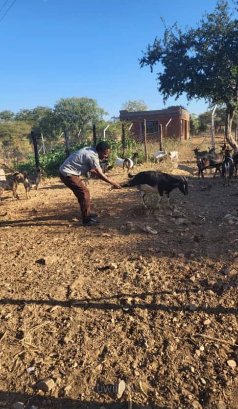 A NECTAR stockman working with goats in the Lusulu kraal