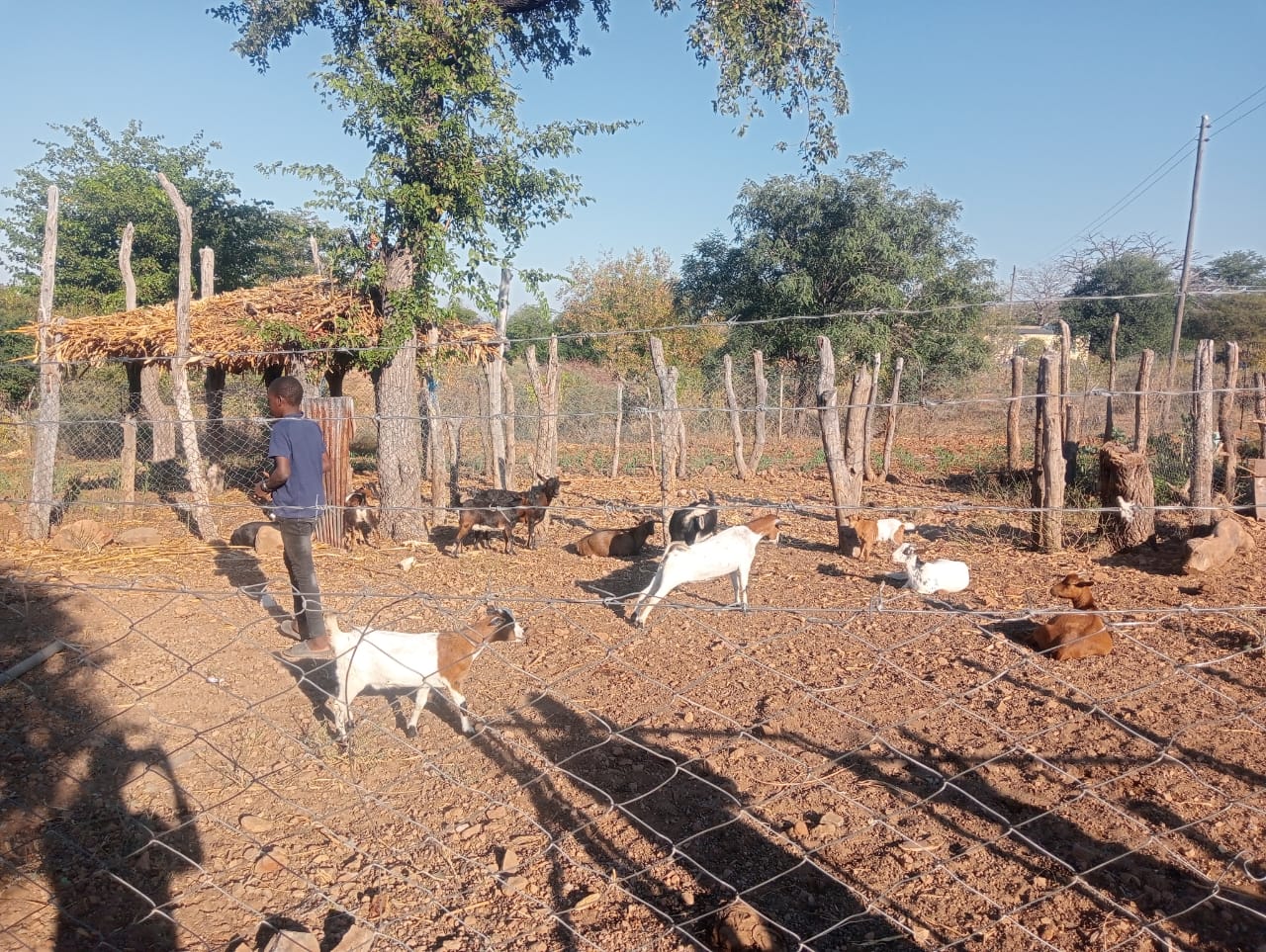 The Lusulu goat kraal with the herd and a fodder store